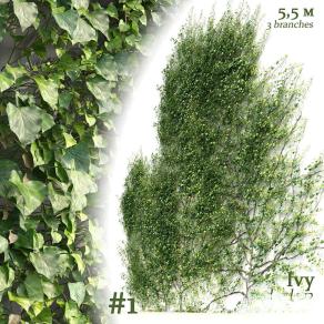 现代藤蔓 爬山虎